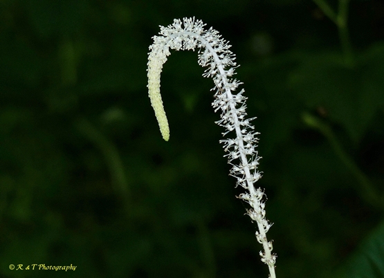 {Saururus cernuus}